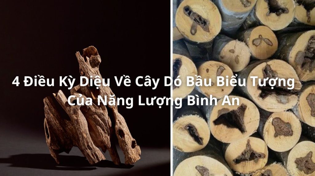 4 Điều Kỳ Diệu Về Cây Dó Bầu – Hành Trình Hóa Trầm & Lan Tỏa Bình An
