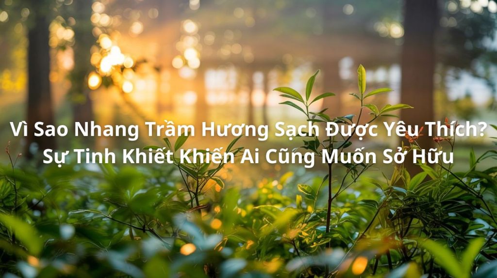 Vì Sao Nhang Trầm Hương Sạch Được Yêu Thích? Sự Tinh Khiết Khiến Ai Cũng Muốn Sở Hữu