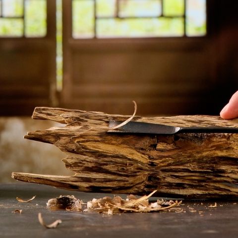 Cây dó bầu nơi khởi nguồn của trầm hương